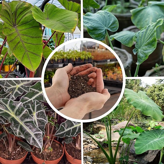 Alocasia Plant Potting Soil - Enhance Leaf Beauty and Health with Professional Grade Nutrient-Rich Mix - 3 Quart