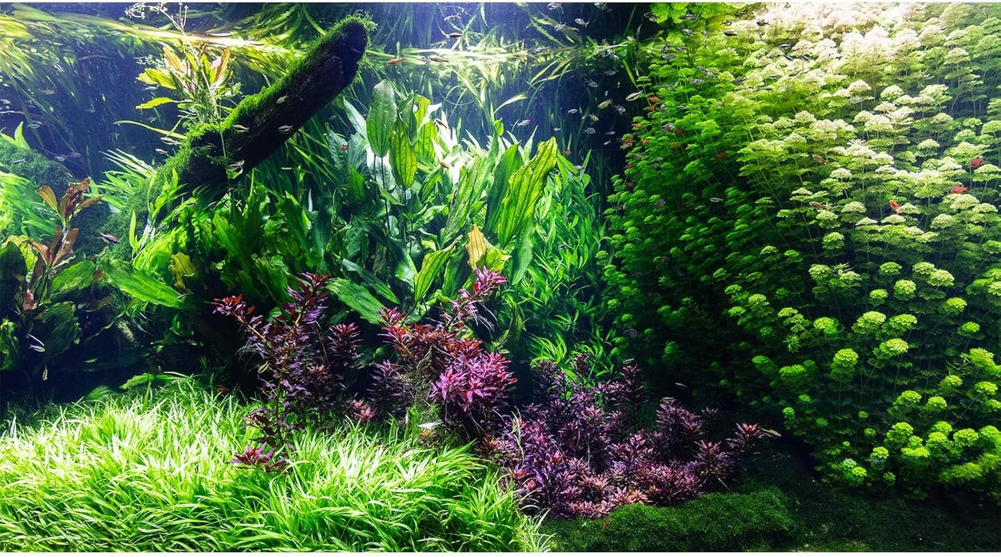 Aquarium Background Various Underwater Grass Plants Aquarium Backdrop Vivid and Fresh Green Aquatic Plants Stone River Bed and Dead Wood Tank Background Vinyl 72x24in