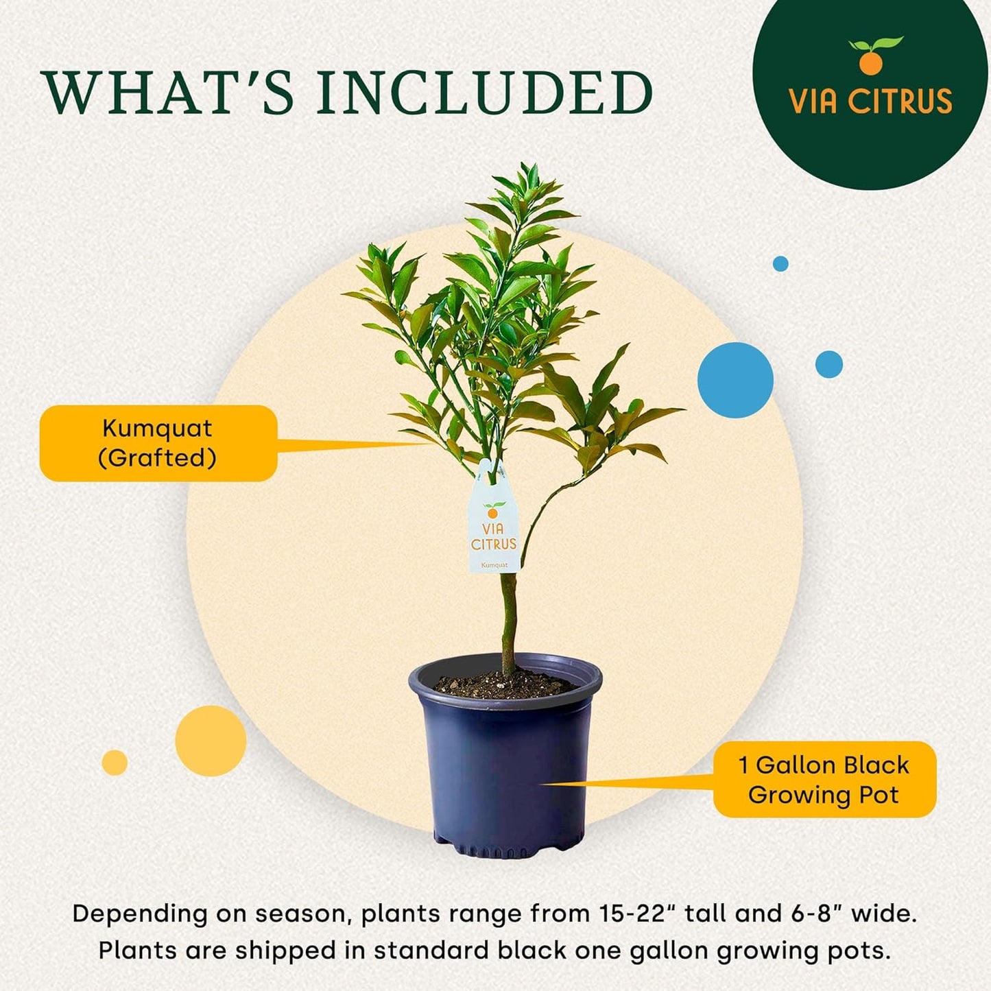 Grafted Kumquat Live Plants Outdoor Plant - Sweet Kumquat Tree, Fruiting Tree Cannot Ship: CA, AZ, TX, LA, Patio Fruit Trees, Indoor Fruit Trees Live Plants, Kumquats Plant by Via Citrus