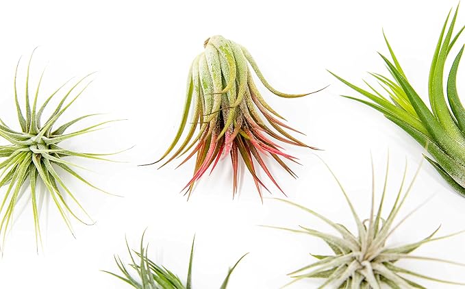 50 Pack Air Plants Assorted Tillandsia Ionantha - Live Succulent House Plants - Available in Wholesale and Bulk - Home and Garden Decor - Easy Care Indoor and Outdoor Plants