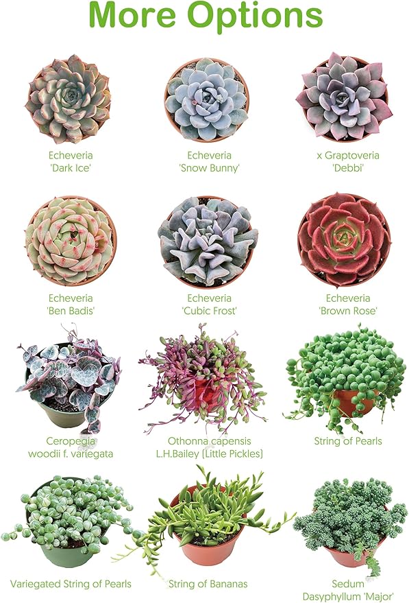 Live Succulents Crassula Baby's Necklace (4-inch), Succulent Plants Fully Rooted in Pots with Soil, Easy-Care House Plant for DIY, Home Office Decor, Wedding Party Favor