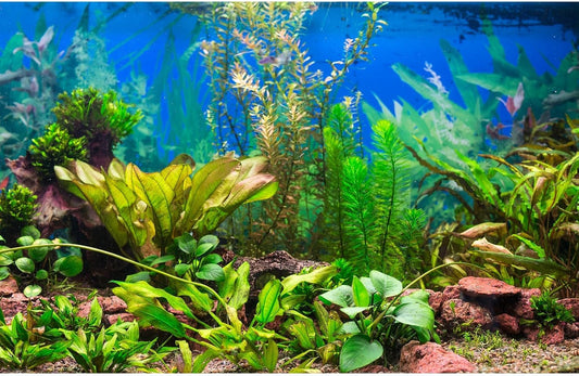 Aquarium Background Various Underwater Grass Plants Aquarium Backdrop Vivid and Fresh Green Aquatic Plants Stone River Bed and Dead Wood Purple Stone Fish Tank Background 48x20in