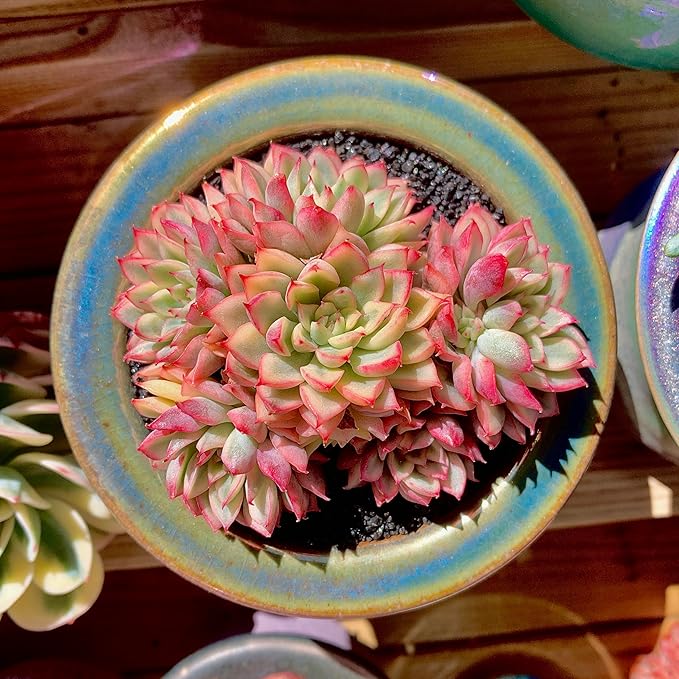 FWPP Live Succulent Echeveria Mebina Variegata,3.5 Inches Mini Succulents Plants Live,Bare Root Without Pot Soil,Clustered Live Plants,House Plants for Gift Party Wedding Garden Baby Shower DIY Decor