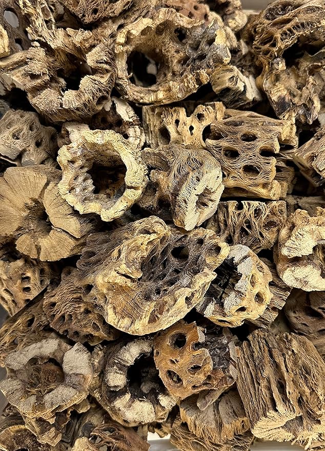 3 Natural Cholla Wood Air Plant Display Holders Individually Unique Round Decorative Stands (3 Pack Cholla Rounds)