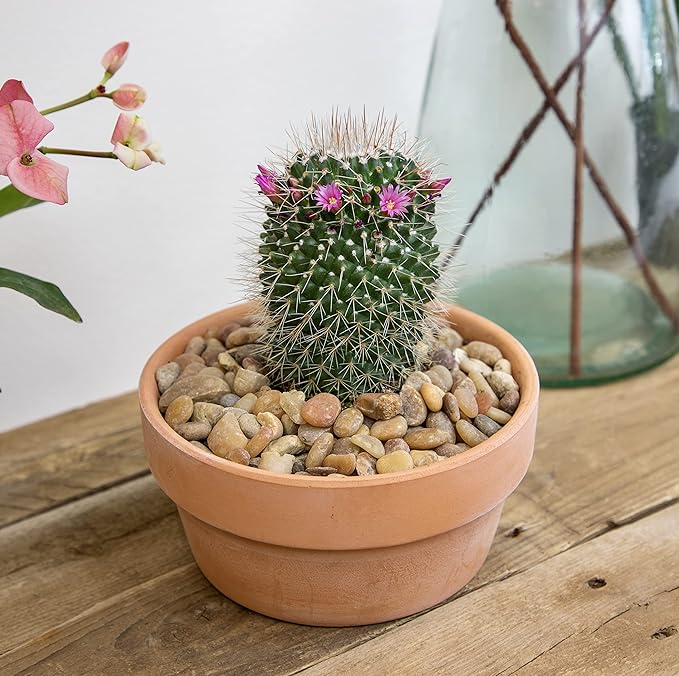 Altman Plants, Assorted Cactus Plants Live Plants (3PK), Cactus Plant Live Succulents Plants Live Cactus Decor, Indoor Plants Live House Plants in Cactus Soil, Live Cacti Plants Live Succulent Plants