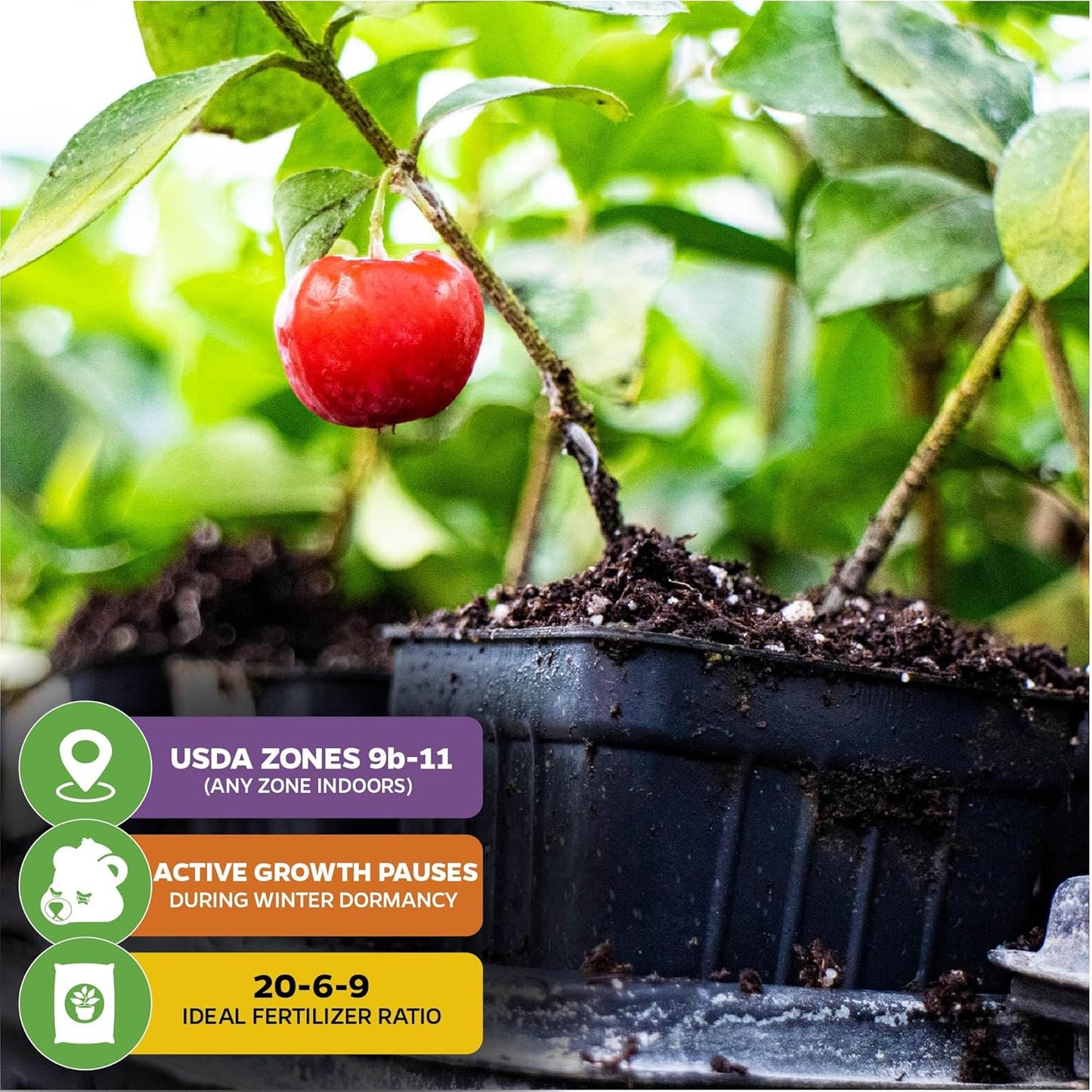 Barbados Cherry Live Plant (Acerola/Wild Crapemyrtle) - Malpighia emarginata - Wellspring Gardens Starter Plant - Healthy Live Plant - Compact Size Fresh Fruit, Ideal for Gardens & Containers