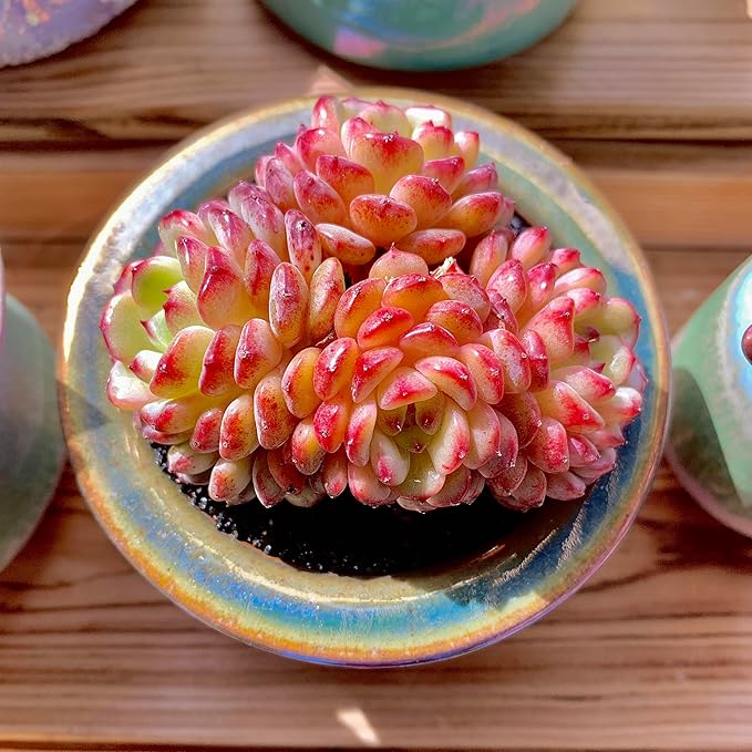 FWPP Suculentas Plant Live Echeveria Hani,Real Succulents Plants Live Red 3 inches Mini Succulents,Bare Root Without Pot Soil,Rare Succulent Plants Live Office Decoration Wedding and Gift