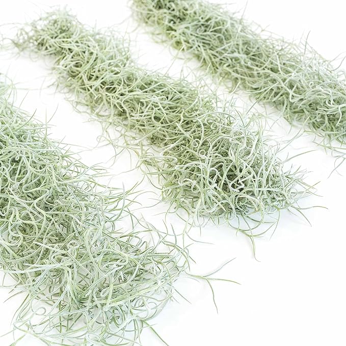 6 Pack Thick Colombian Spanish Moss Live Strands with Wire Hook - Tillandsia Usneiodes - Live Tillandsia Succulent House Plants - Home and Garden Decor - Easy Care Indoor and Outdoor Plants