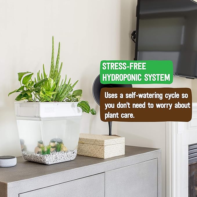 Back to the Roots Indoor Hydroponic Garden - 3 Gallon Self Watering, Mess-Free Planter for Herbs, Microgreens, Bamboo, Succulents, and Houseplants, Green