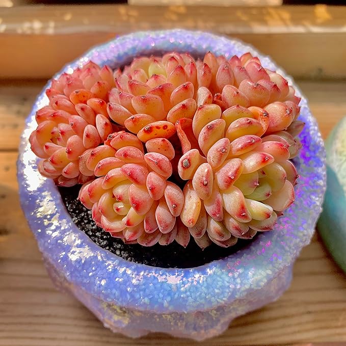 FWPP Suculentas Plant Live Echeveria Hani,Real Succulents Plants Live Red 3 inches Mini Succulents,Bare Root Without Pot Soil,Rare Succulent Plants Live Office Decoration Wedding and Gift